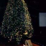 Large Christmas Trees - Egan Acres Tree Farm