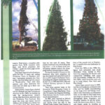 American Christmas Tree Journal Article (3 of 3)